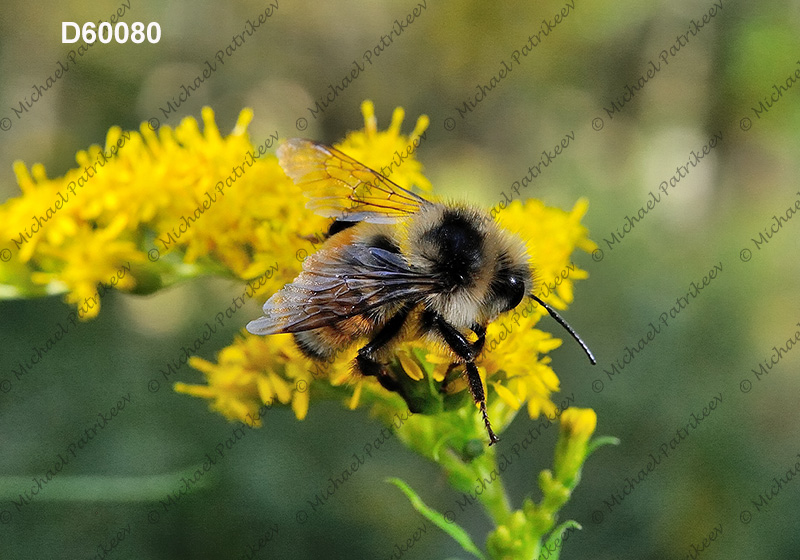 Tricolored Bumble Bee (Bombus ternaries)